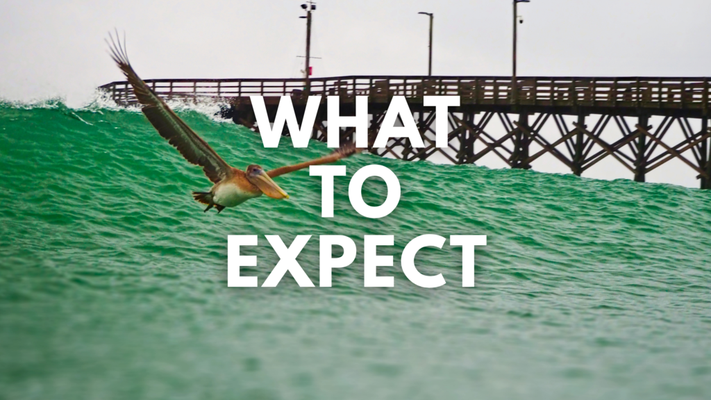 What to Expect What to Expect from Mad Pelican Marketing